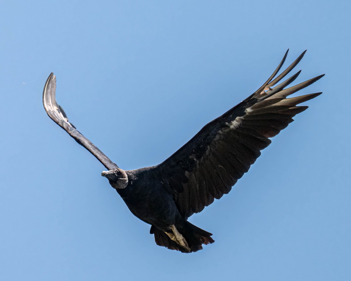 Black Vulture - ML646658548
