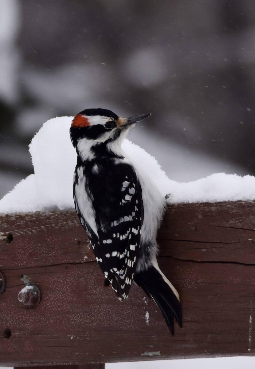 strakapoud americký - ML646658549