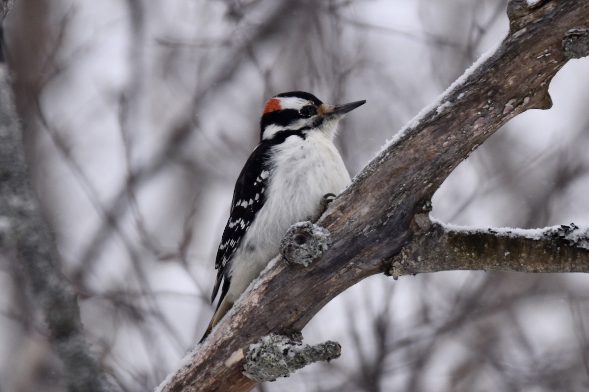 strakapoud americký - ML646658550