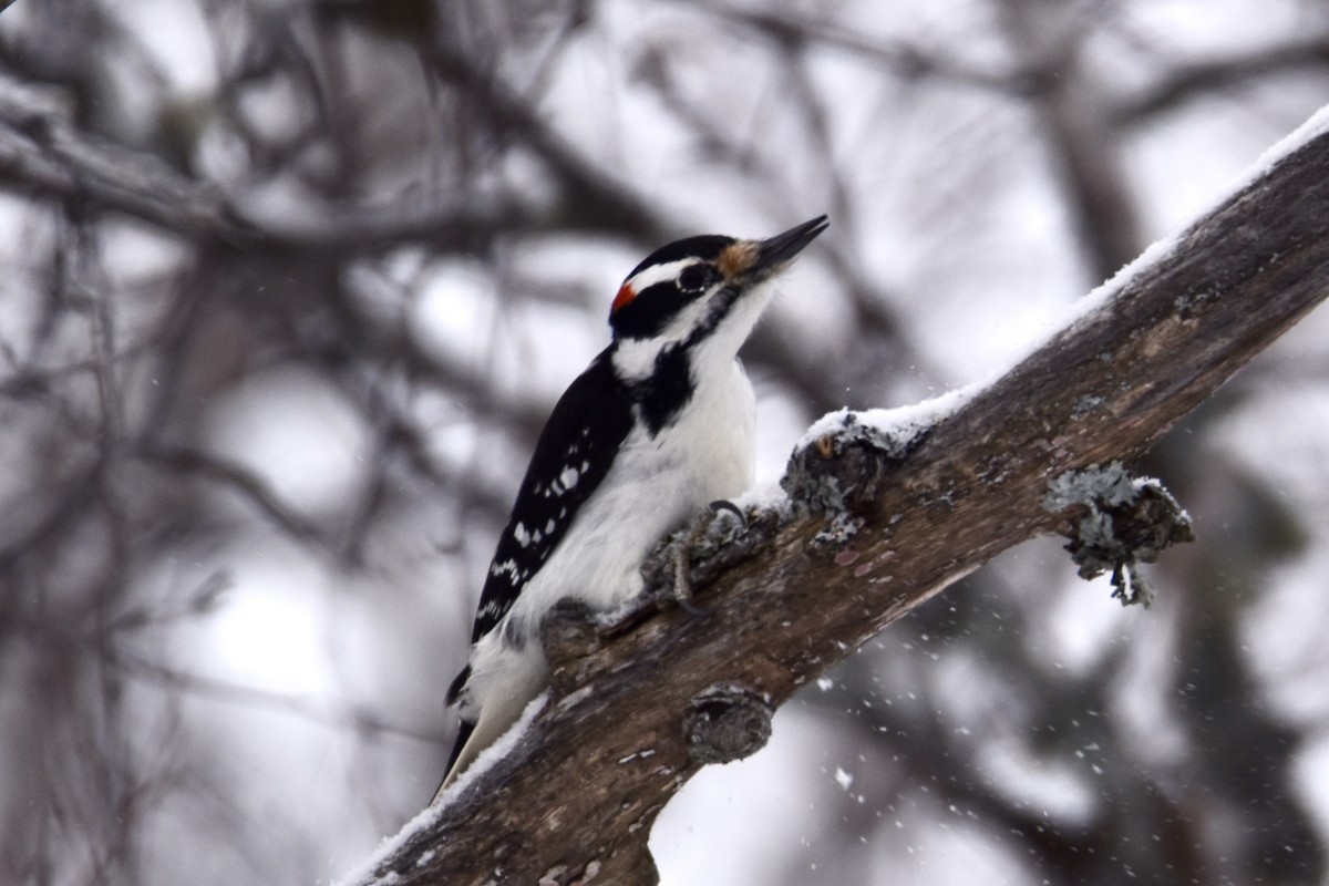 strakapoud americký - ML646658551