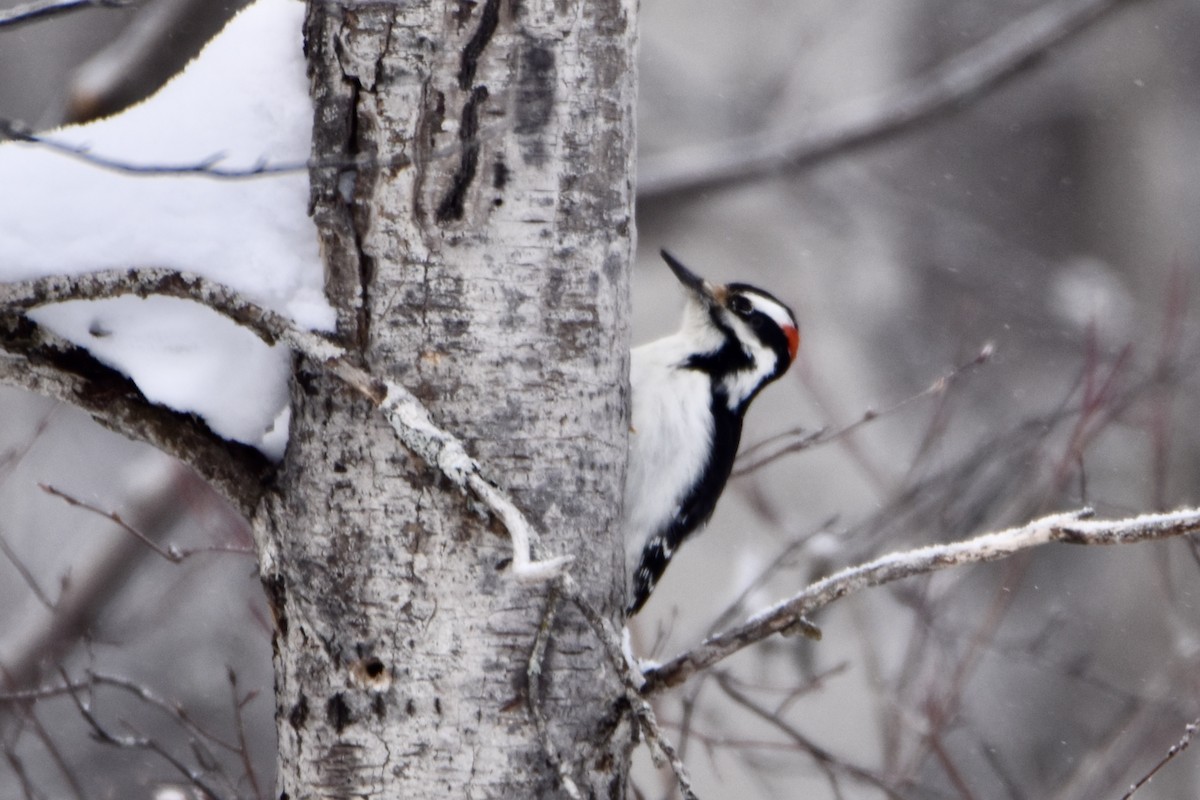 strakapoud americký - ML646658552