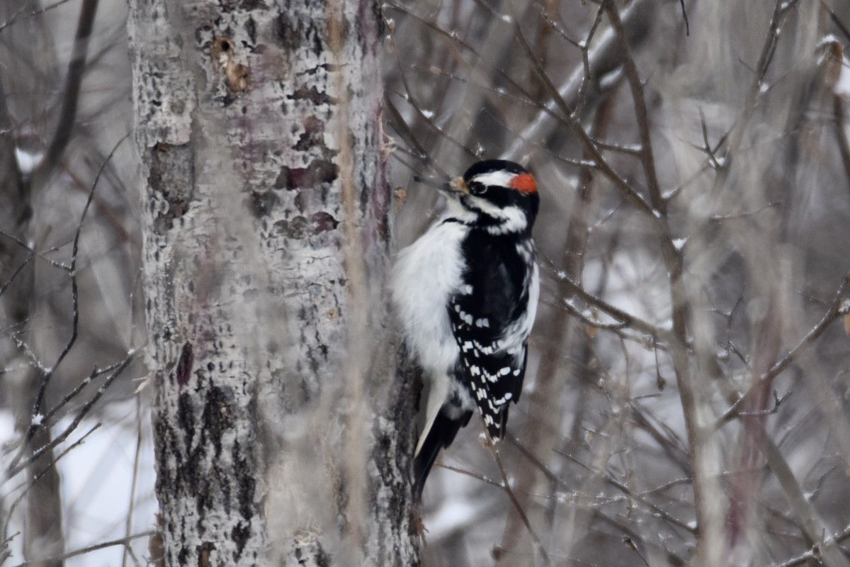 strakapoud americký - ML646658553