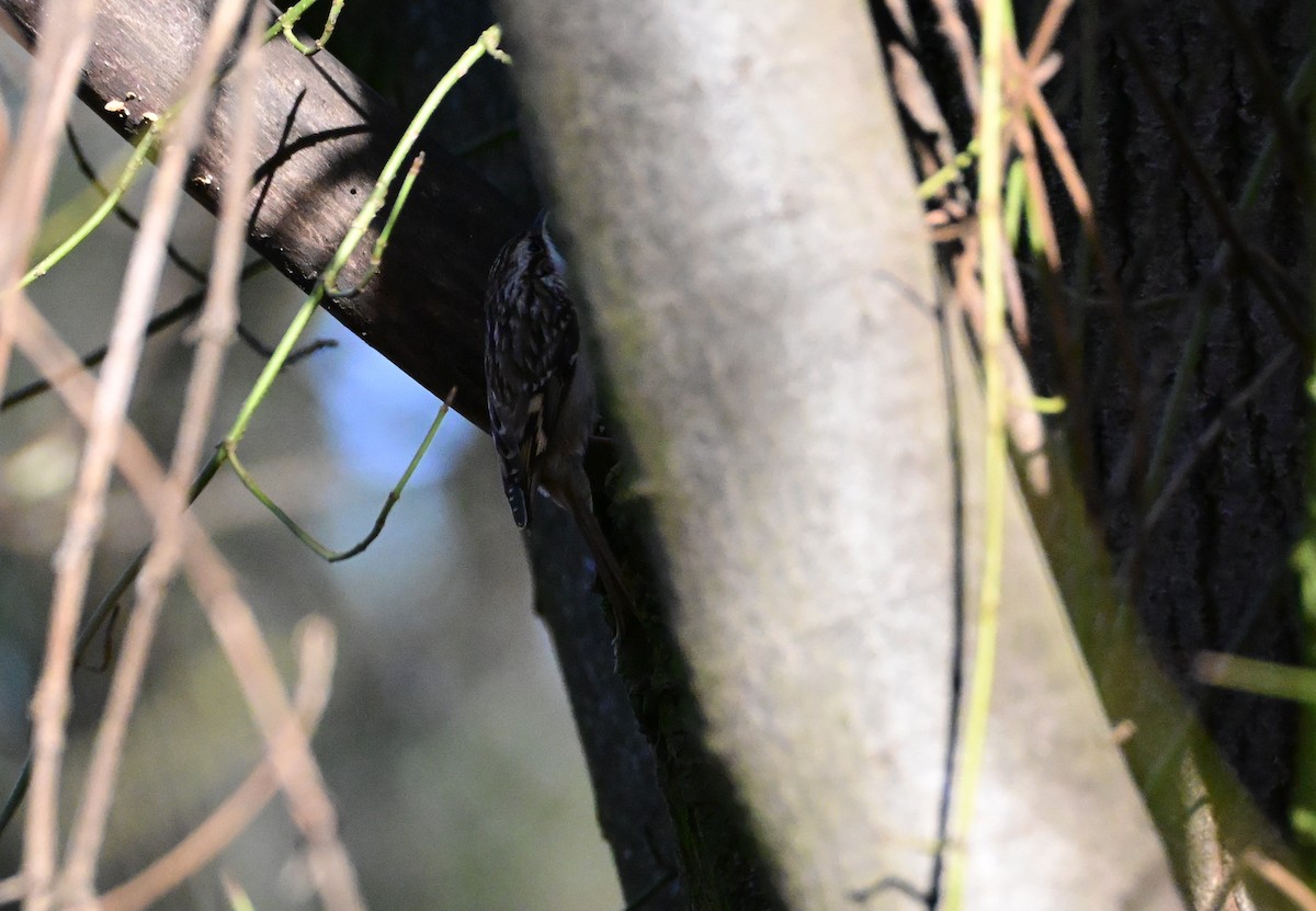 Short-toed Treecreeper - ML646658554