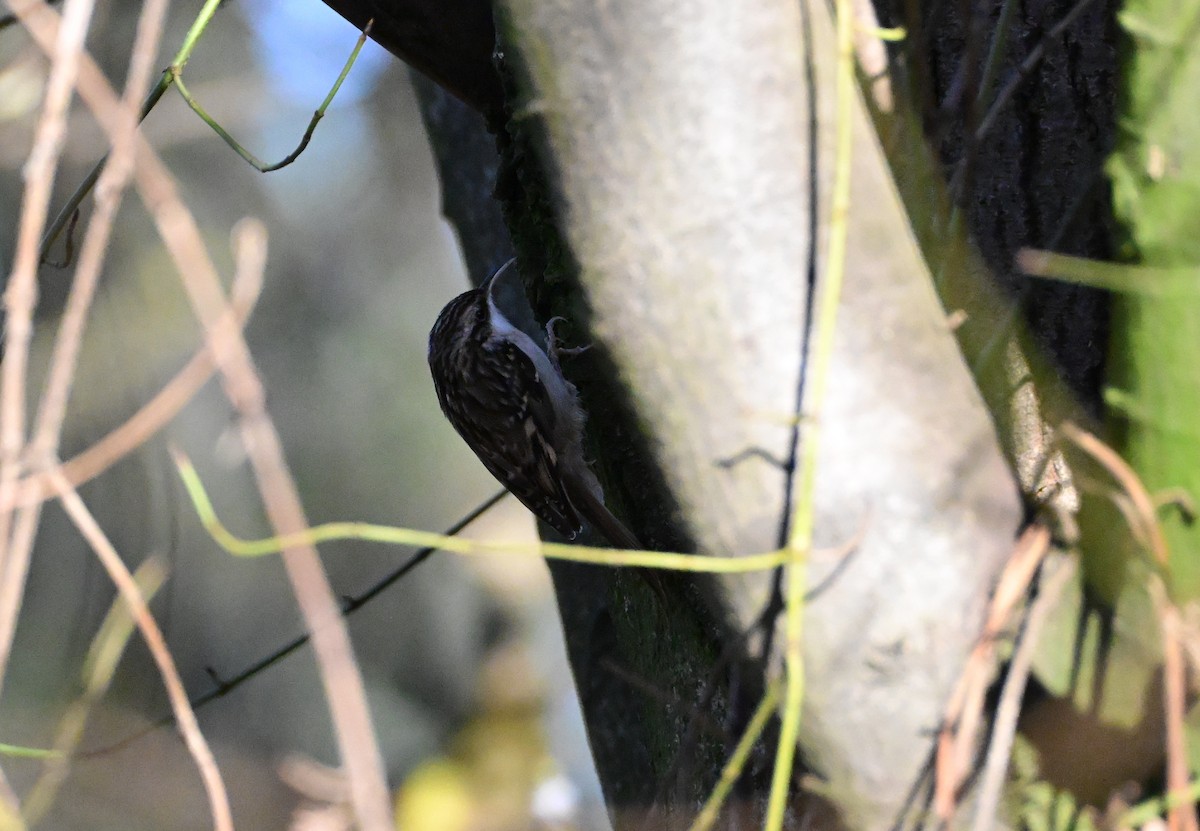 Short-toed Treecreeper - ML646658555