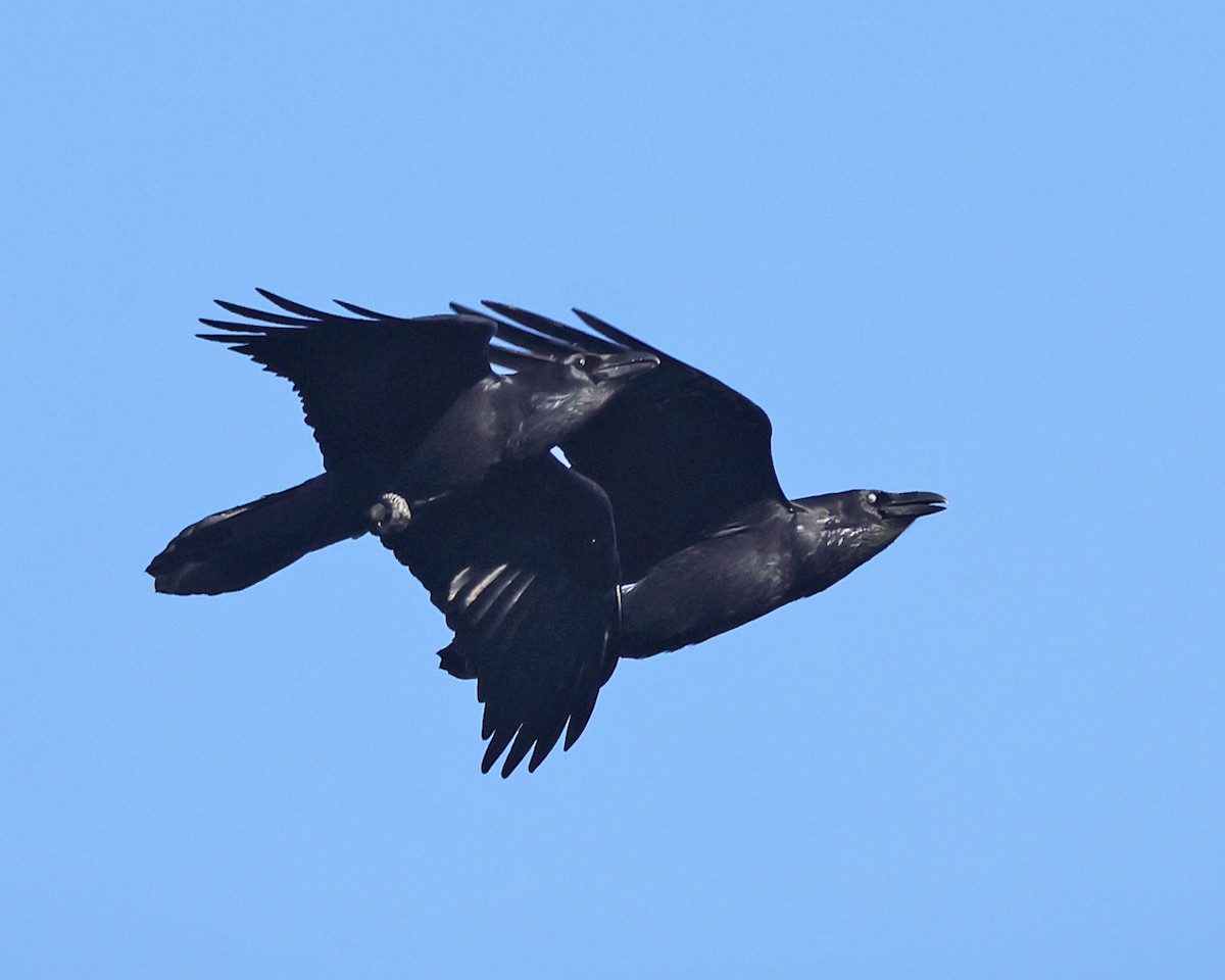 Common Raven - ML646658556