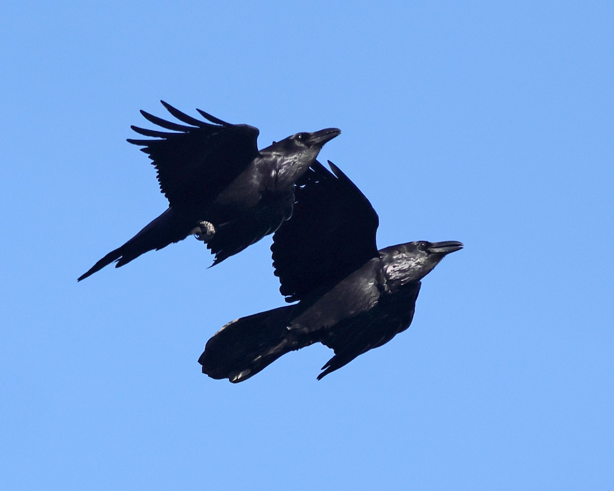 Common Raven - ML646658567