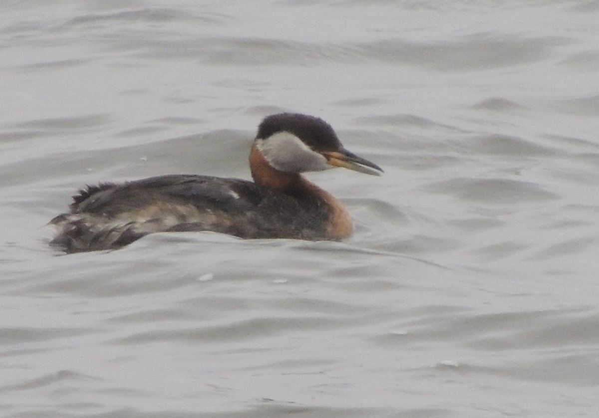 Somormujo Cuellirrojo - ML646658568