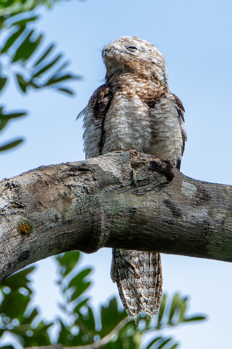 Riesentagschläfer - ML646658569