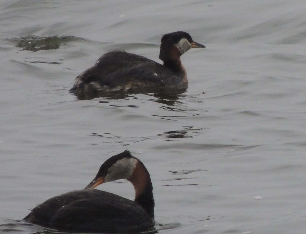 Somormujo Cuellirrojo - ML646658570
