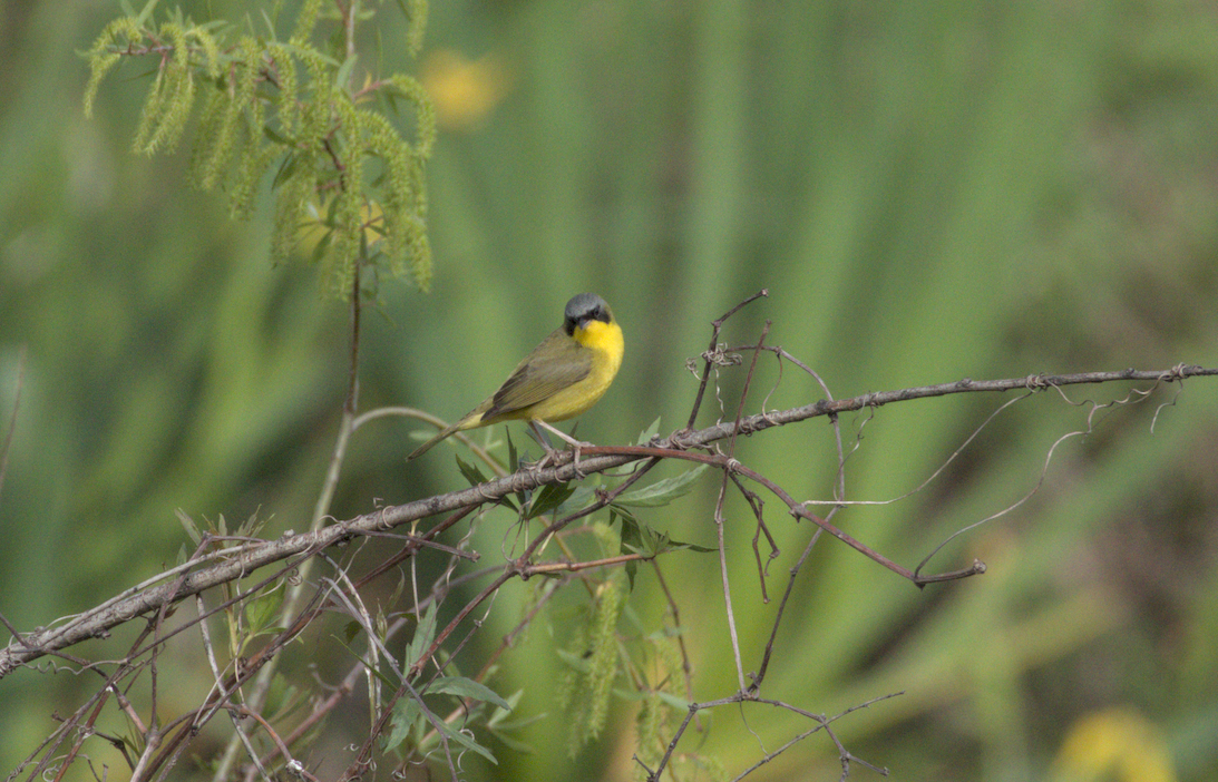 Southern Yellowthroat - ML646658571
