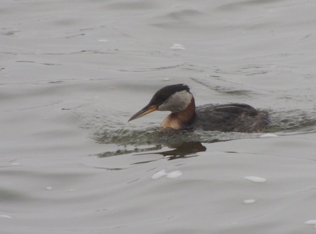 Somormujo Cuellirrojo - ML646658572