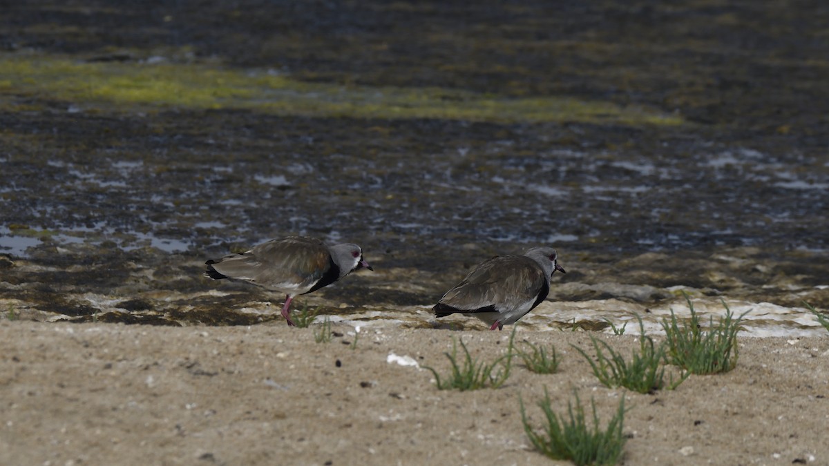 Southern Lapwing - ML646658573