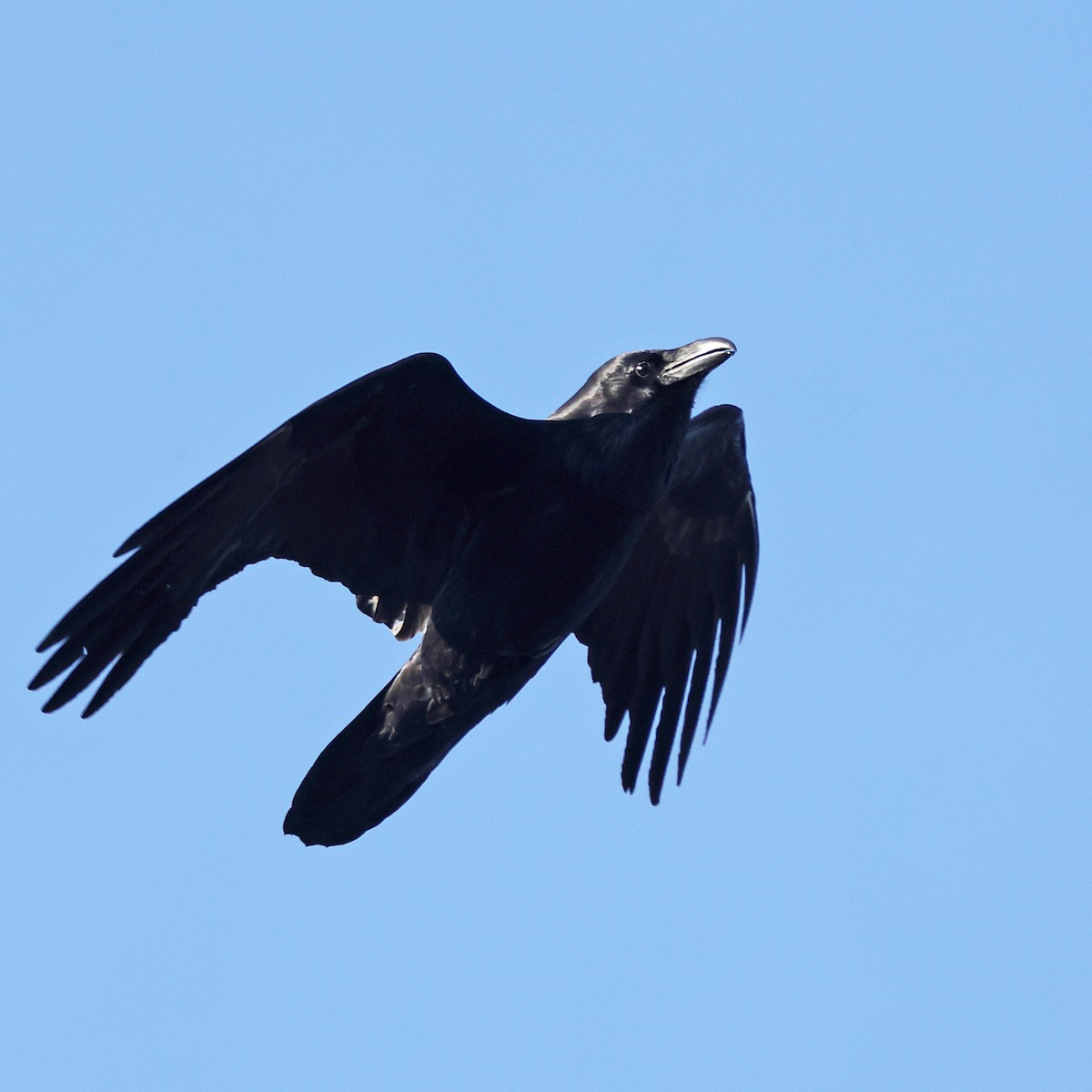 Common Raven - ML646658574