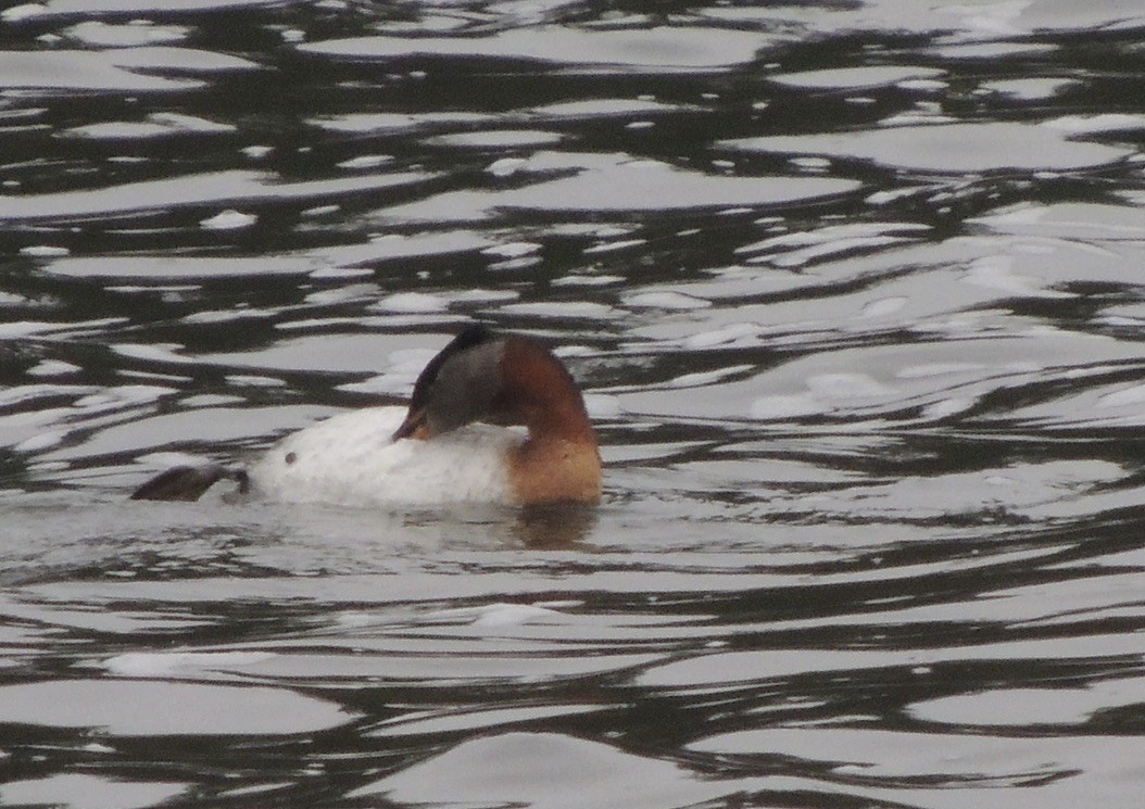 Somormujo Cuellirrojo - ML646658576