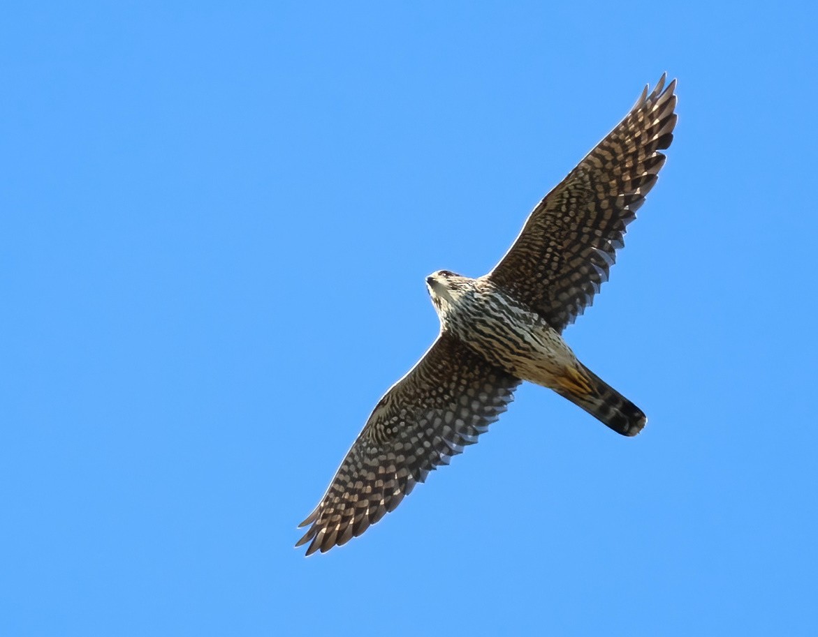 Merlin - ML646658579