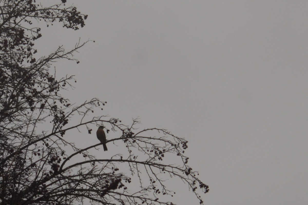 Wanderdrossel - ML646658583