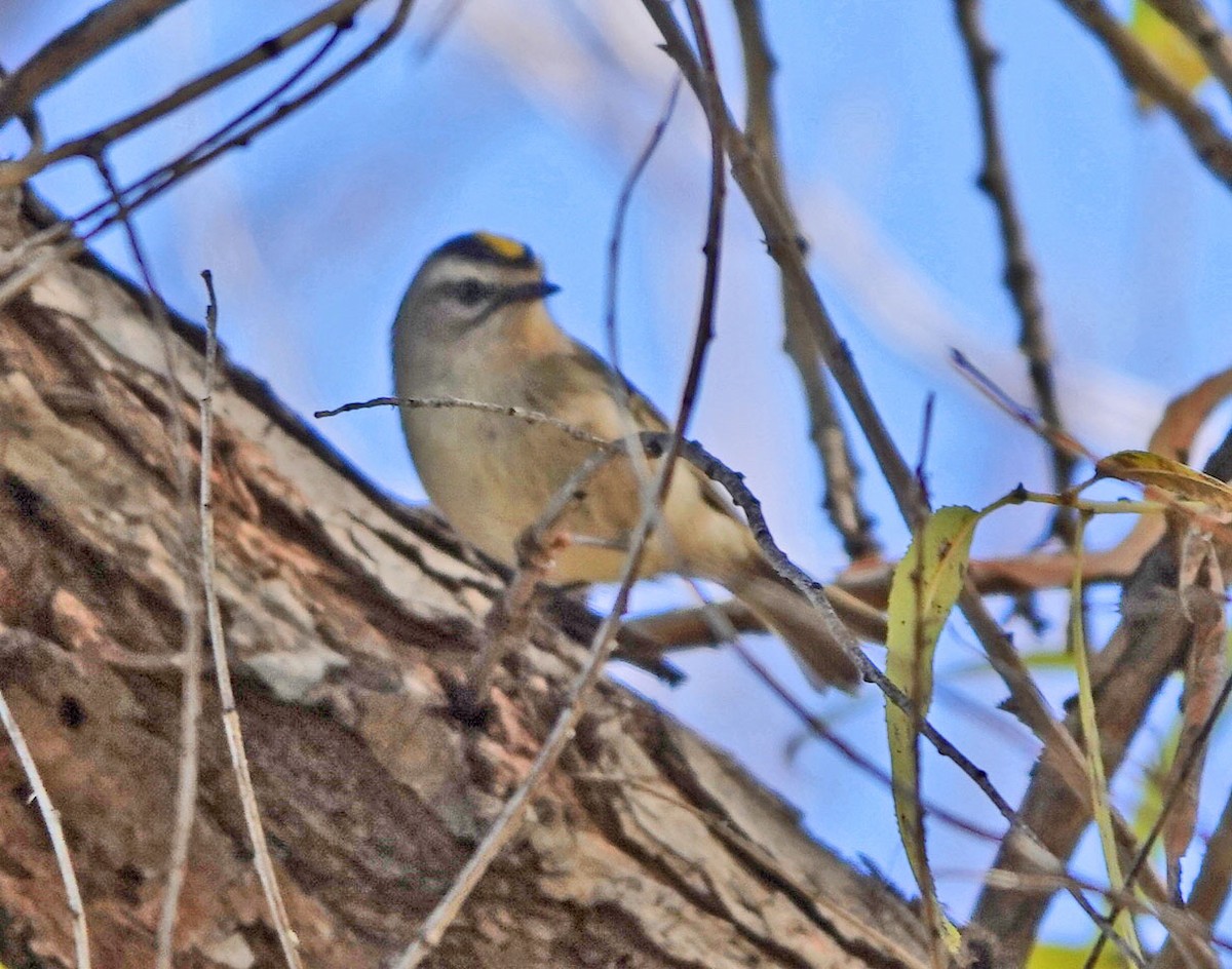 Golden-crowned Kinglet - ML646658585