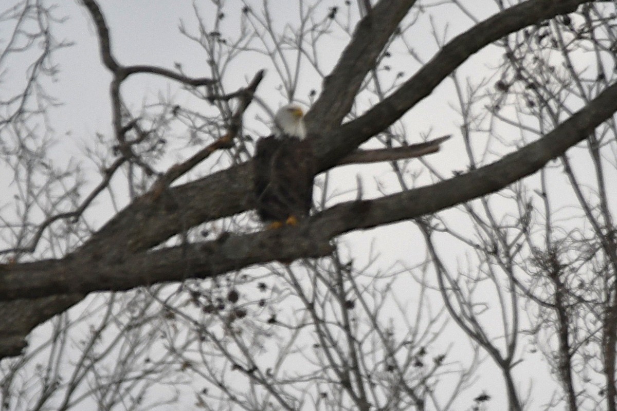 Bald Eagle - ML646658586