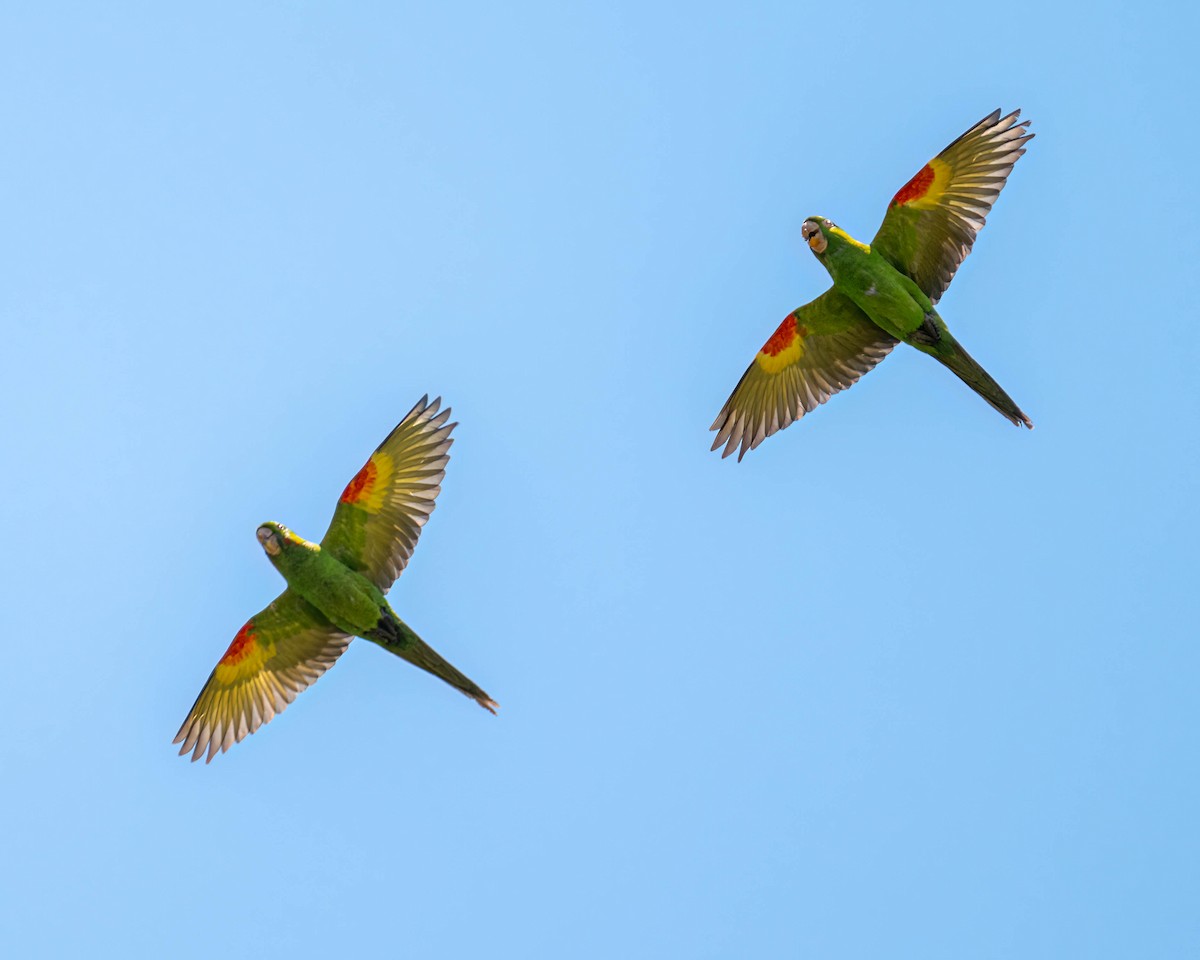 White-eyed Parakeet - ML646658587