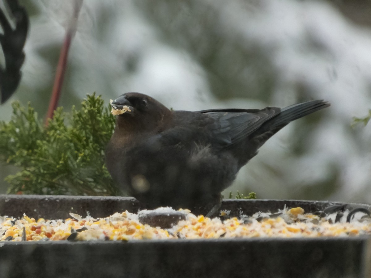 שחרורית חומת-ראש - ML646658592