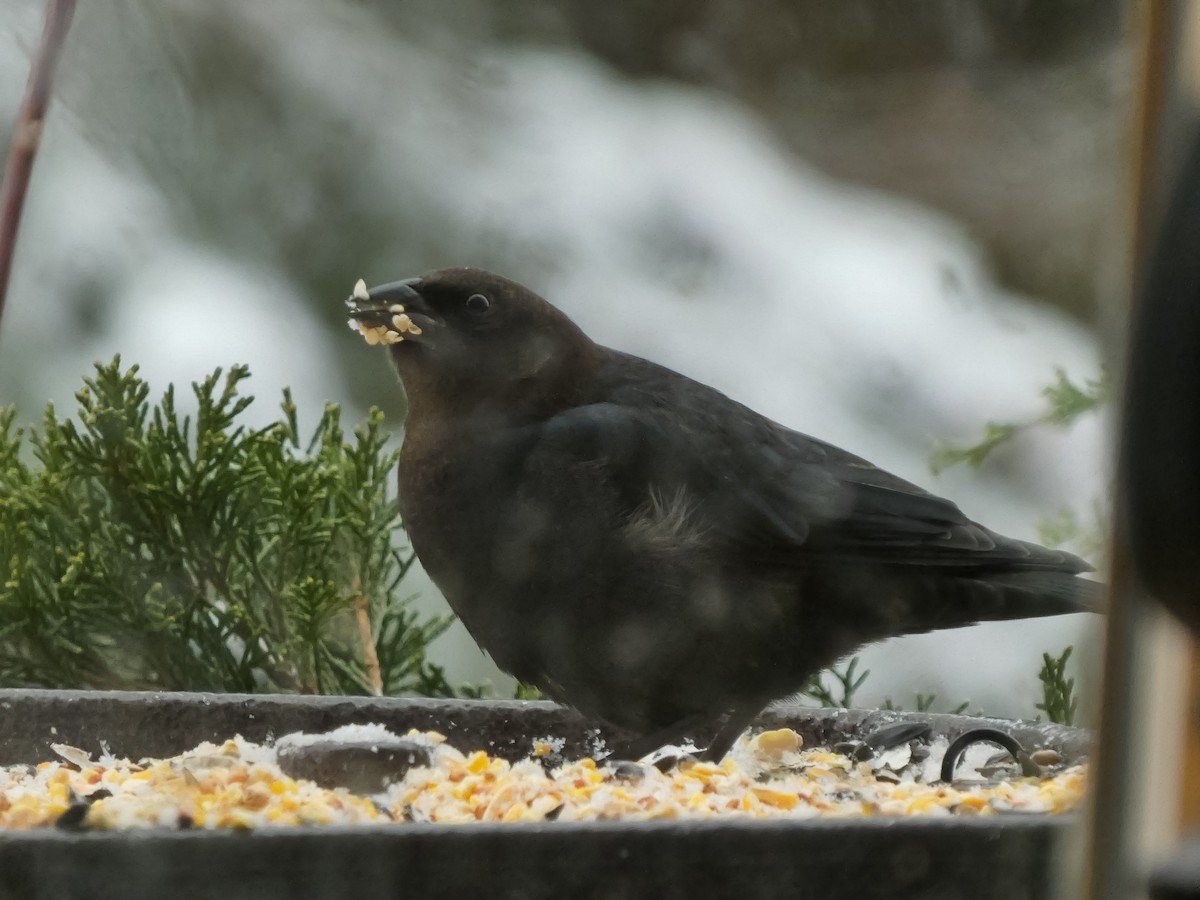שחרורית חומת-ראש - ML646658593