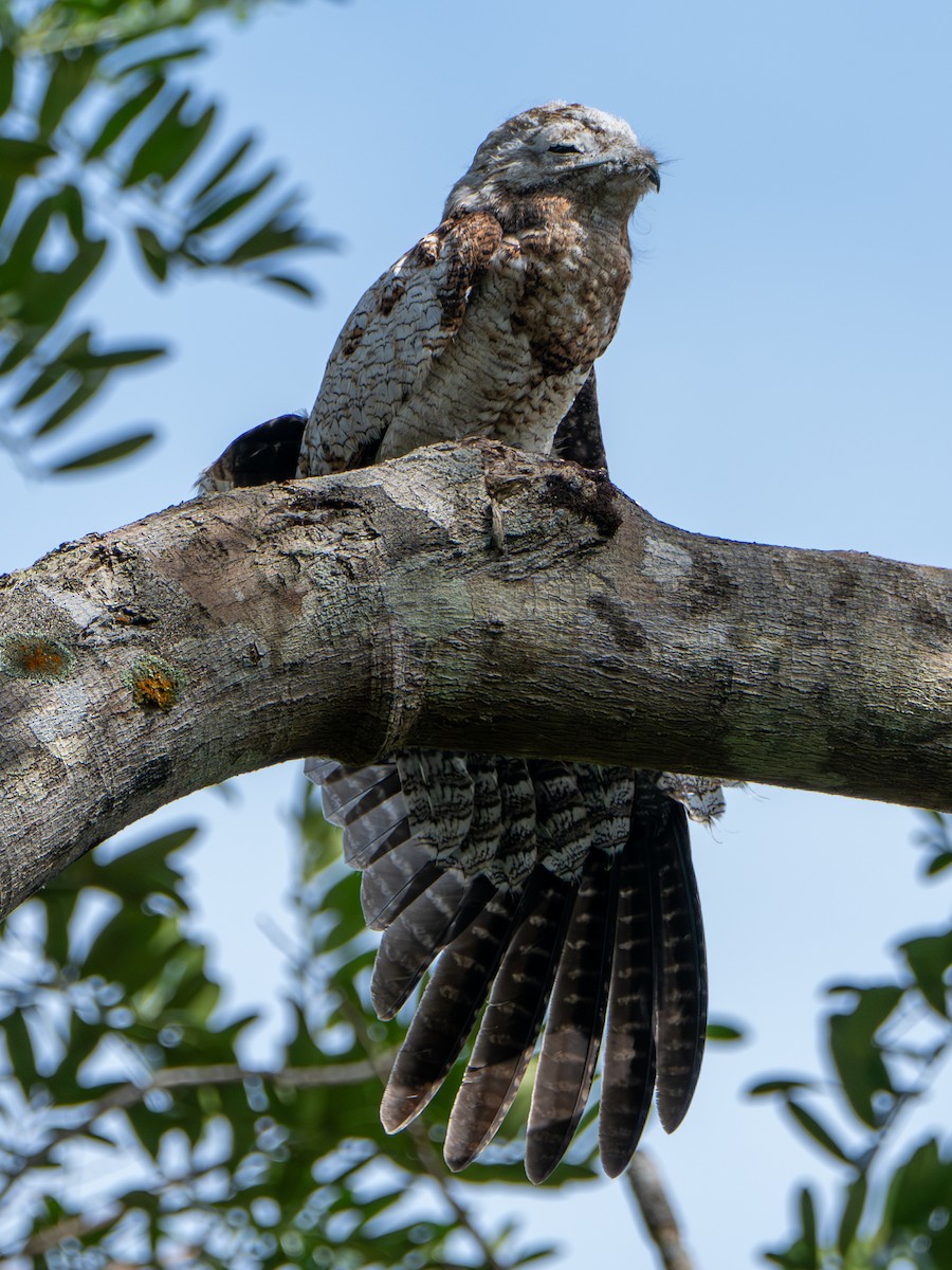 Riesentagschläfer - ML646658594