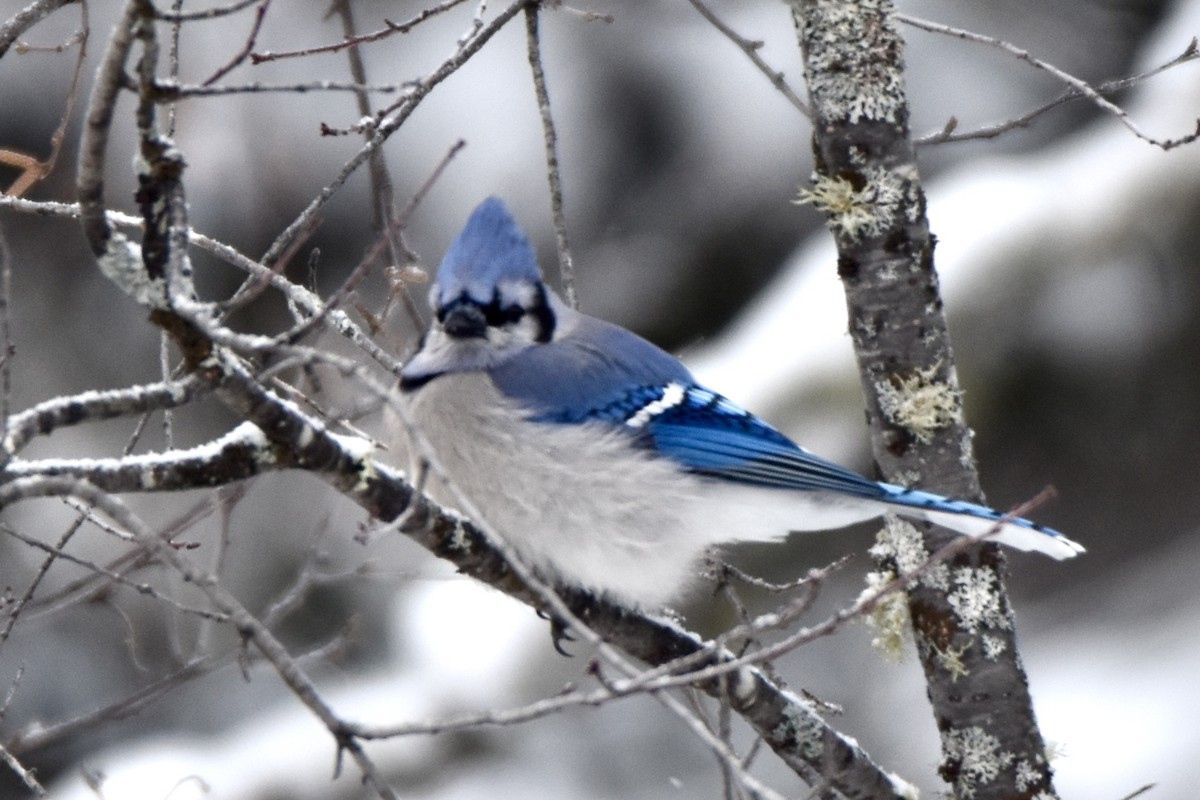 sojka chocholatá - ML646658596