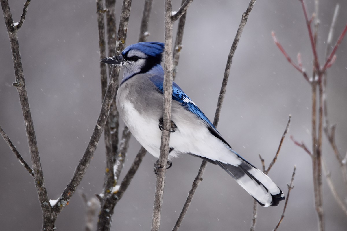 sojka chocholatá - ML646658597