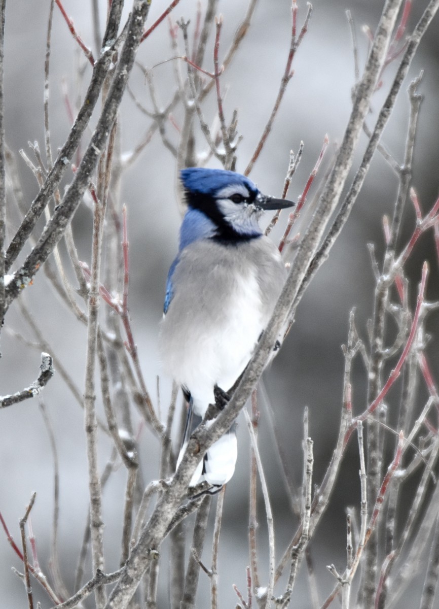 sojka chocholatá - ML646658599