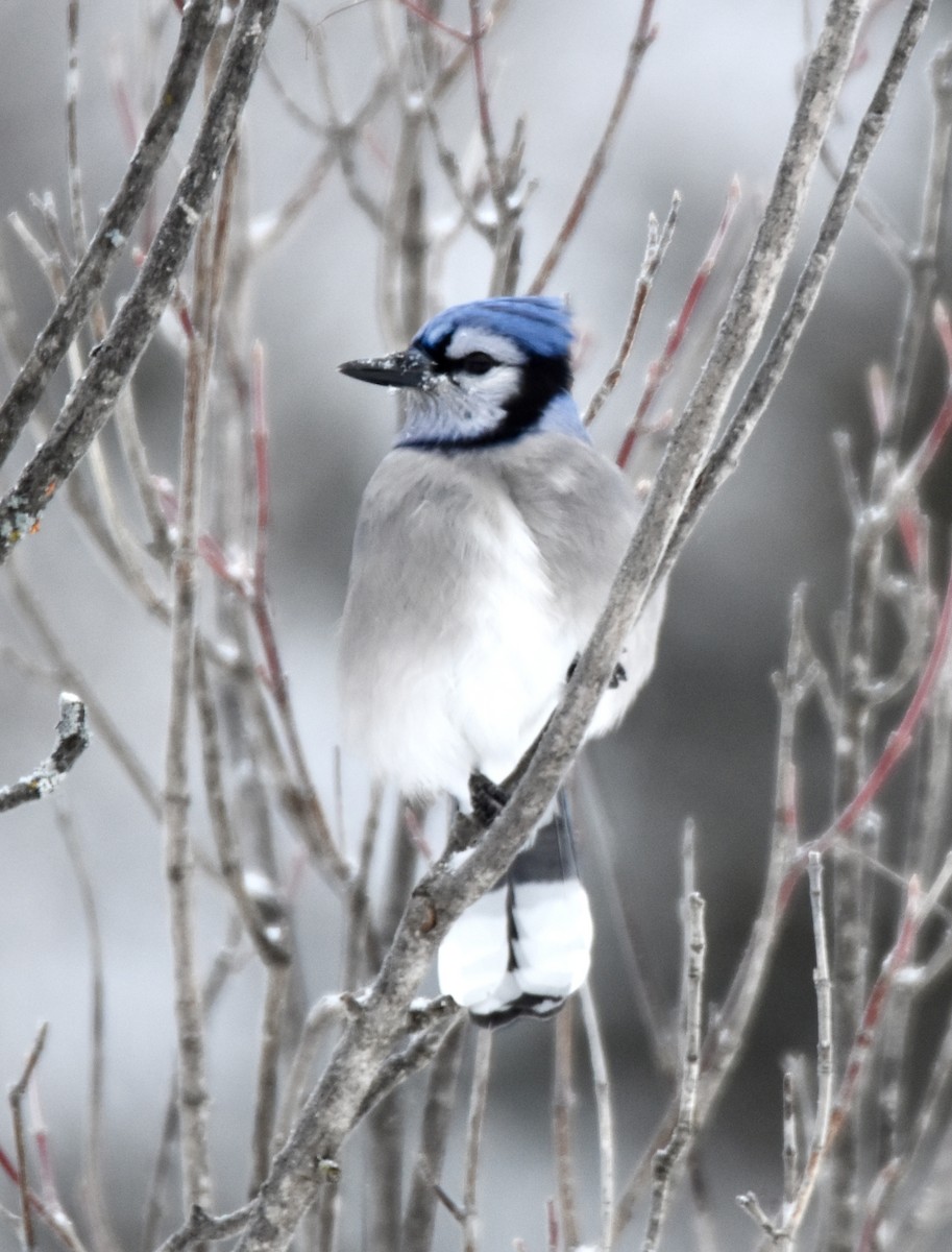 sojka chocholatá - ML646658600