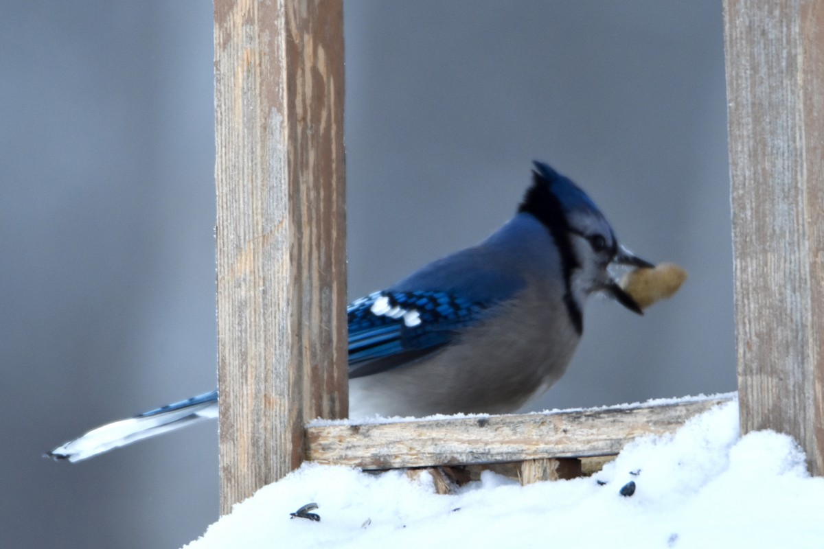 sojka chocholatá - ML646658601