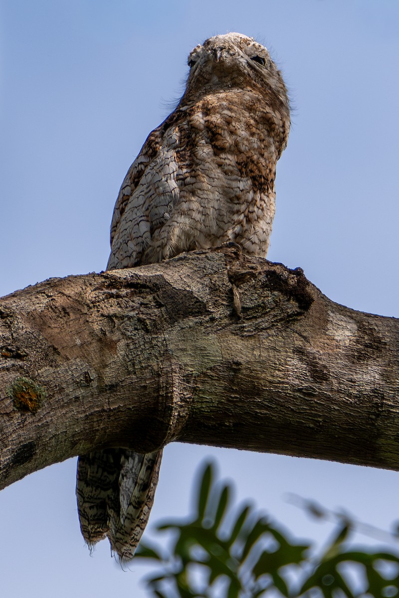 Riesentagschläfer - ML646658602