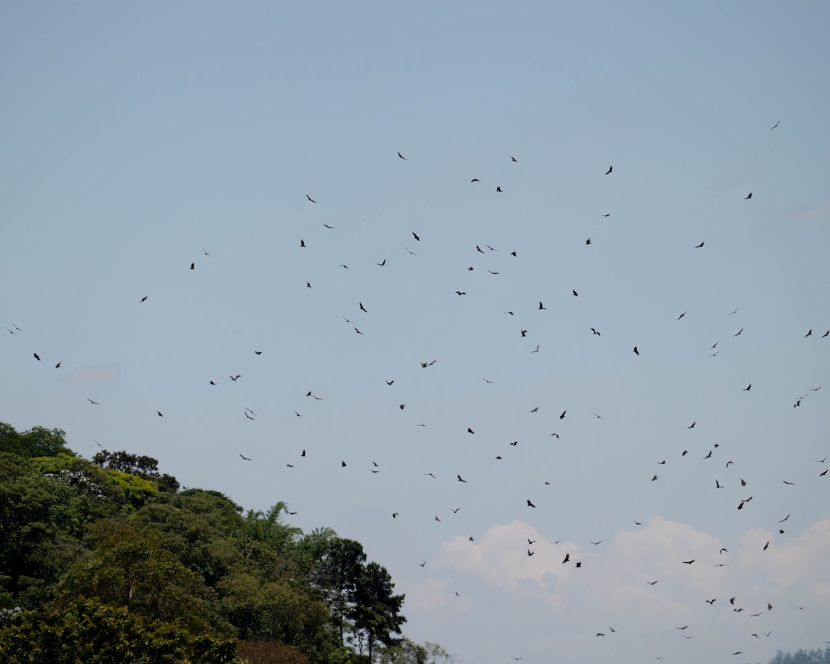 Black Vulture - ML646658618