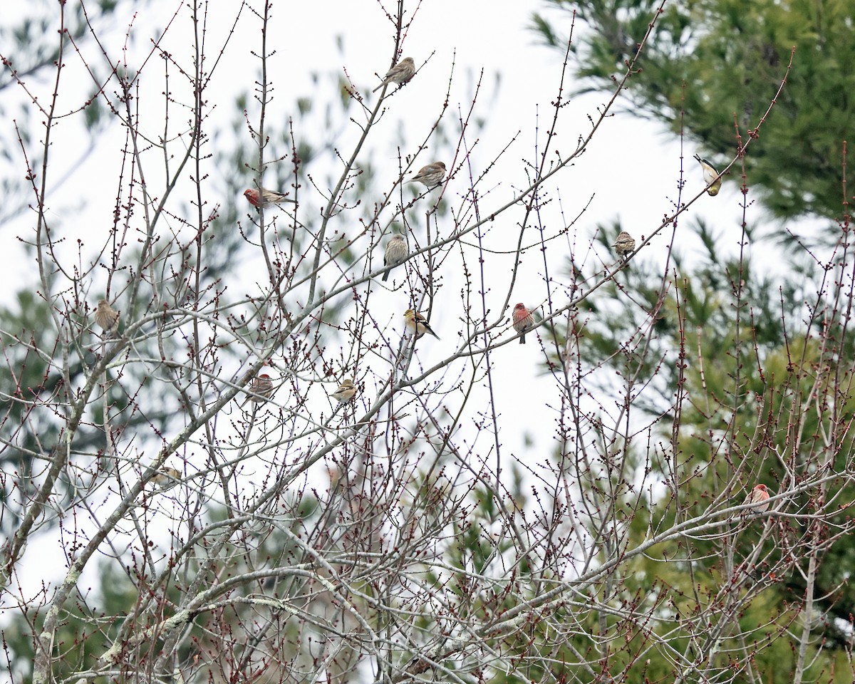 Мексиканская чечевица - ML646658620