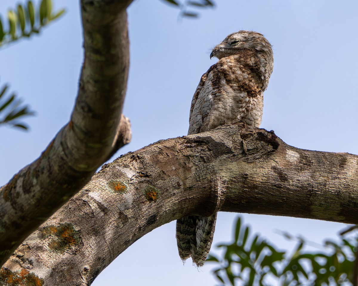 Riesentagschläfer - ML646658622