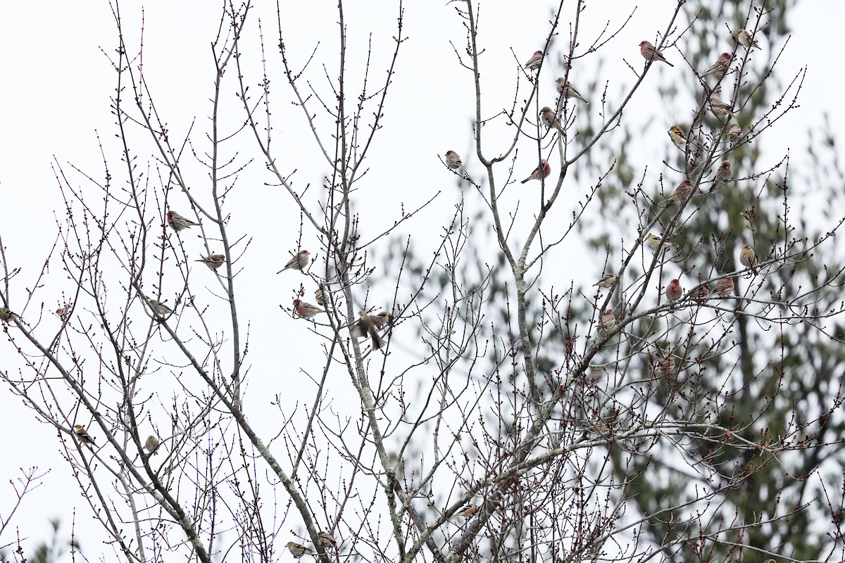 Мексиканская чечевица - ML646658624