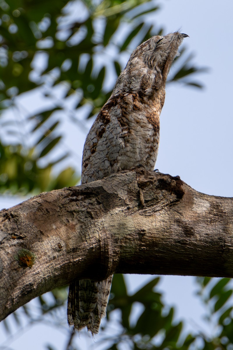 Riesentagschläfer - ML646658625