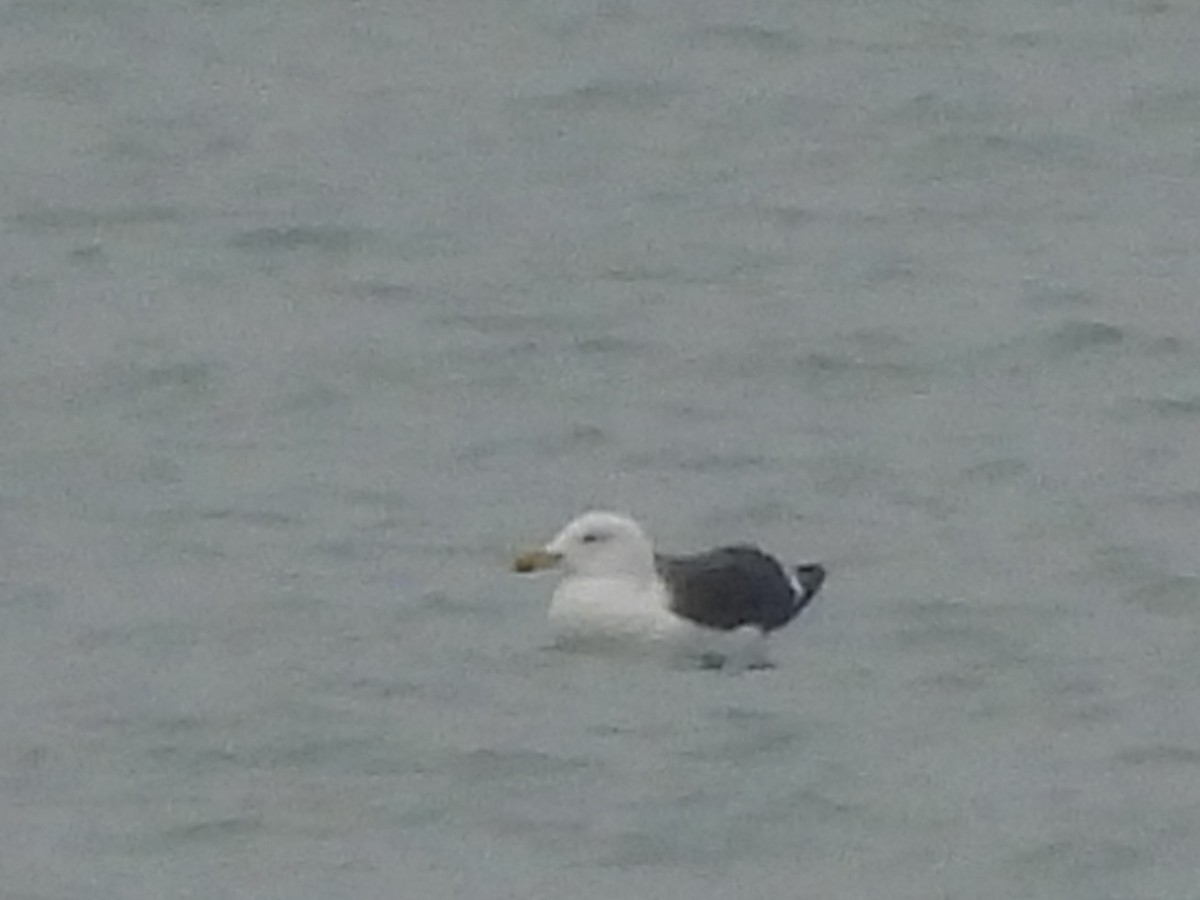 Great Black-backed Gull - ML646658631