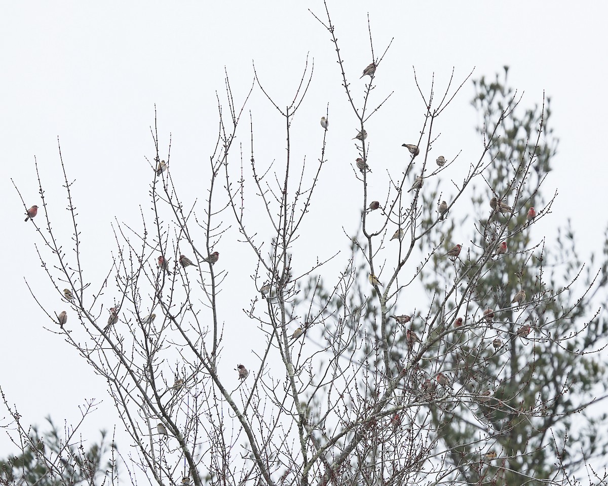 Мексиканская чечевица - ML646658632