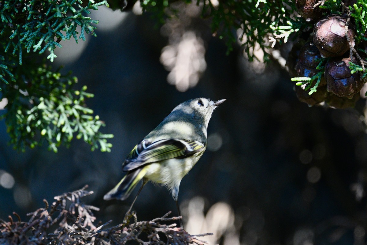 králíček americký - ML646658633