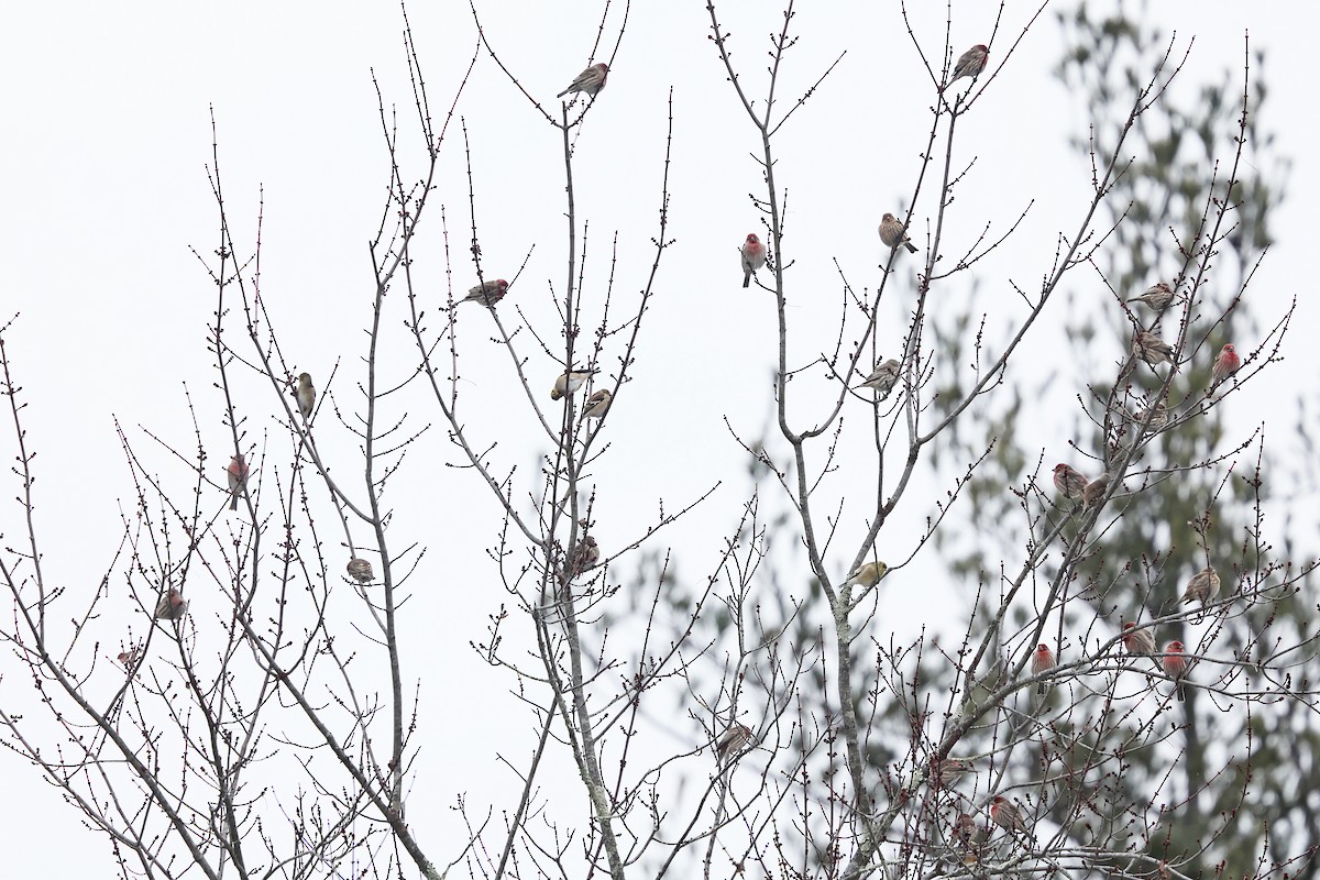 Мексиканская чечевица - ML646658636