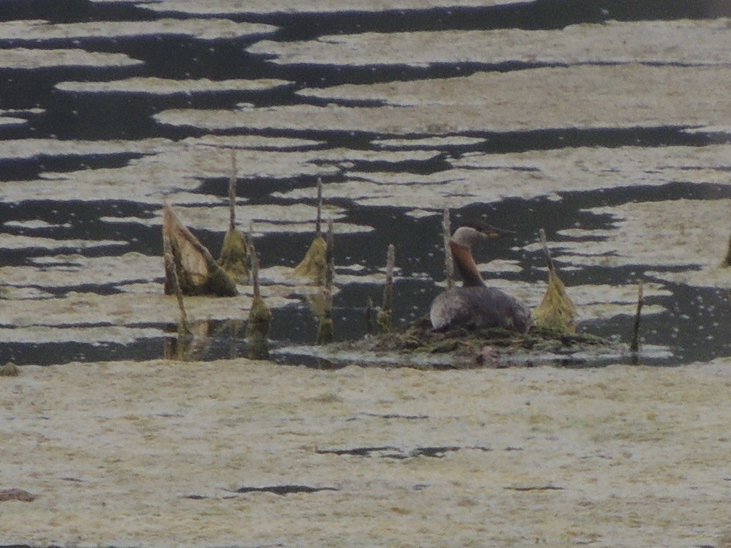 Somormujo Cuellirrojo - ML646658637