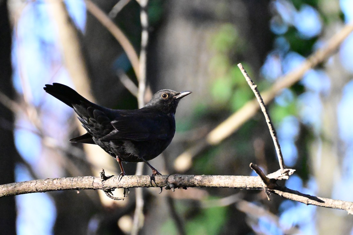 Eurasian Blackbird - ML646658638