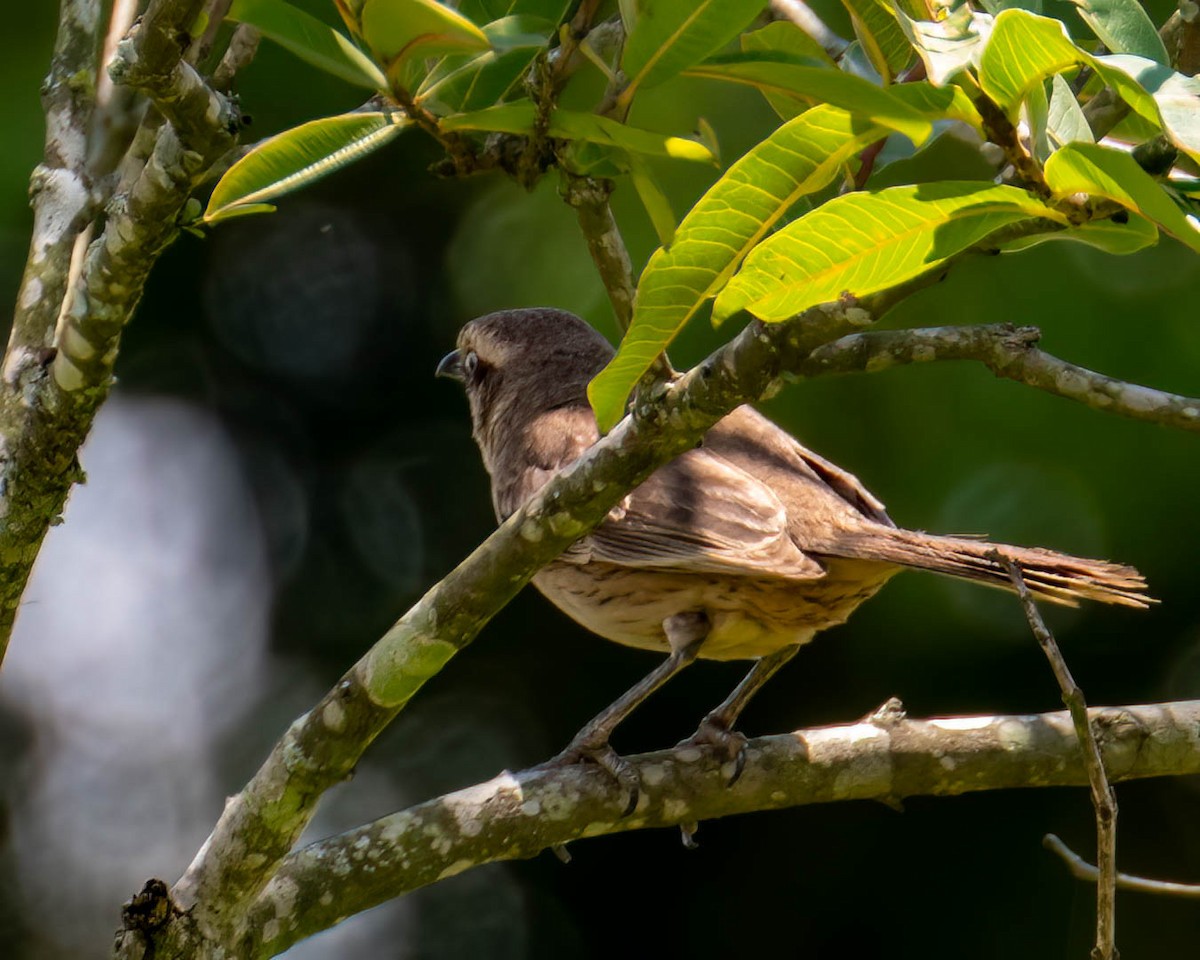Chalk-browed Mockingbird - ML646658639