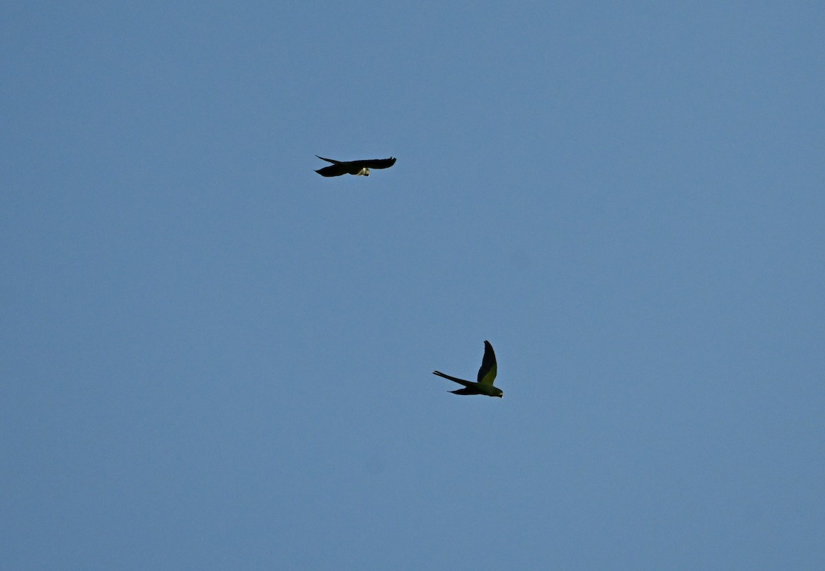 Rose-ringed Parakeet - ML646658640