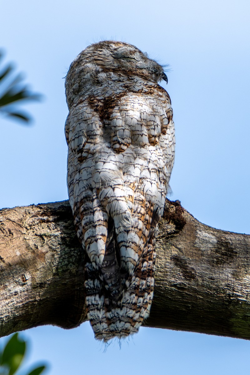 Riesentagschläfer - ML646658641