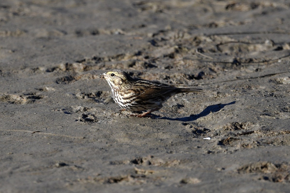 Пасовник савановий - ML646658642