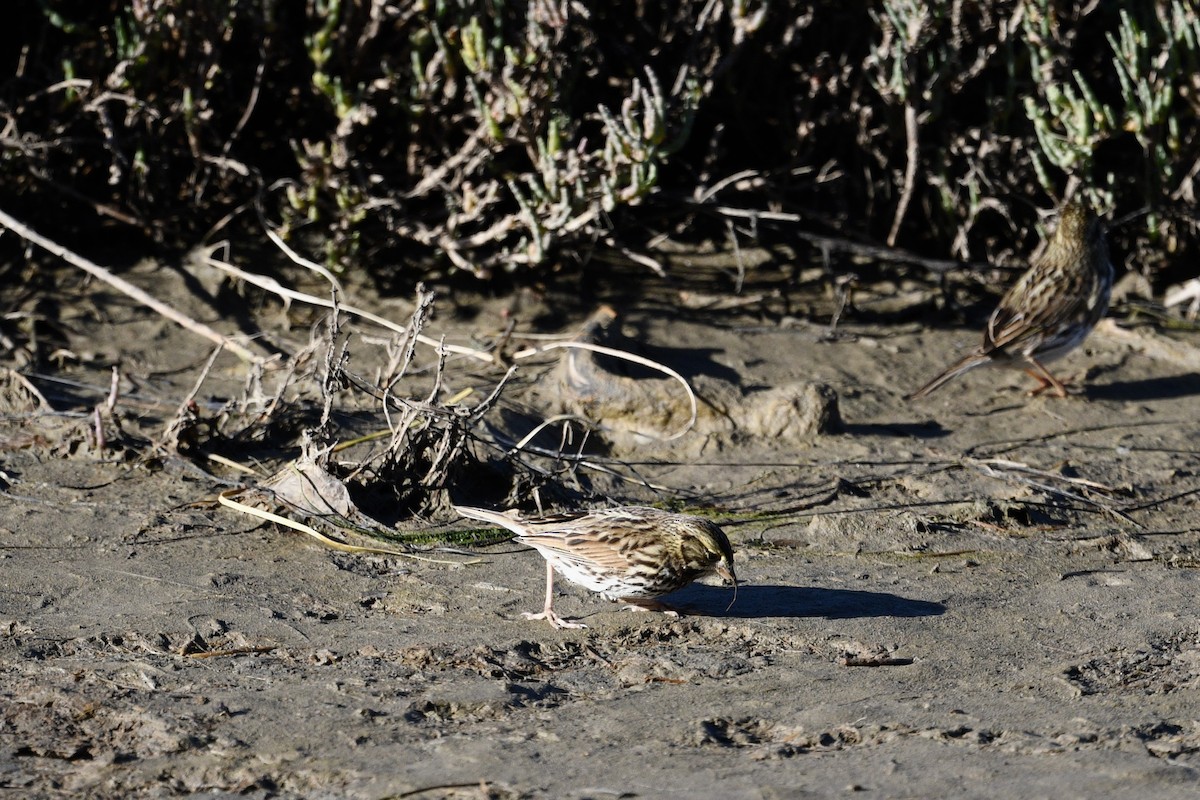 Пасовник савановий - ML646658643