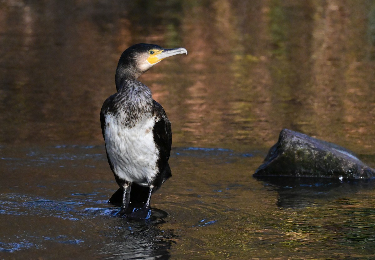 Great Cormorant - ML646658644