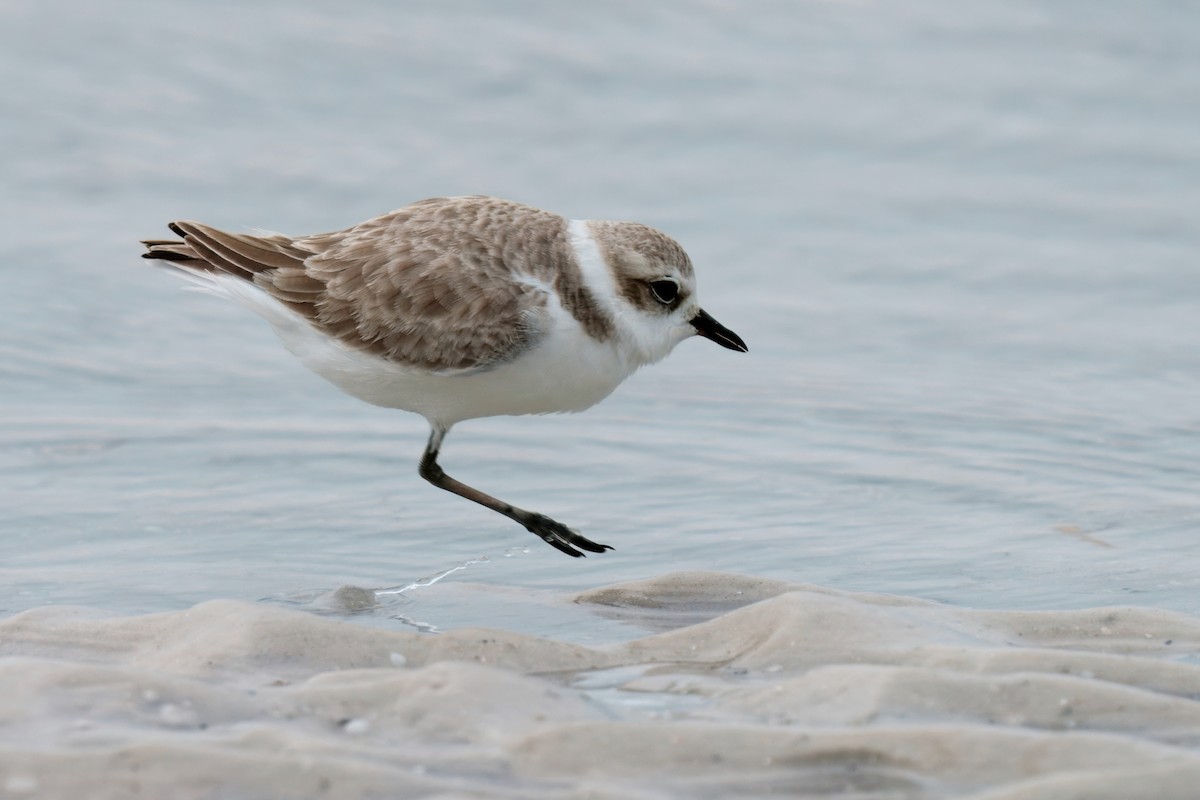 Snowy Plover - ML646658650